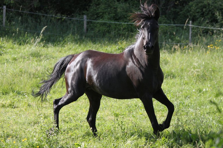 REJ SAOUDA