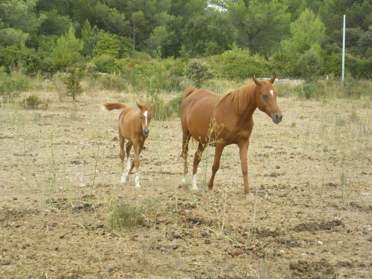 SHAM MAINA ET DJEZIRAH