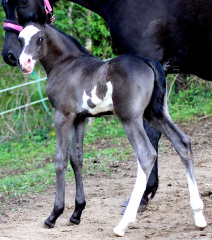 LADY BLACK EL ISHHARA