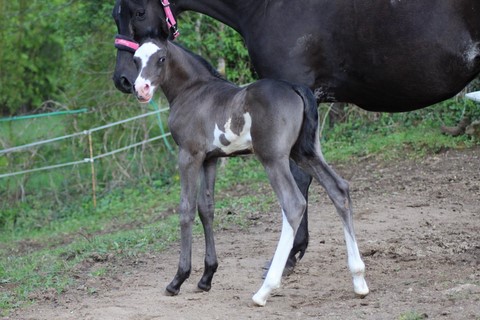 LADY BLACK EL ISHHARA