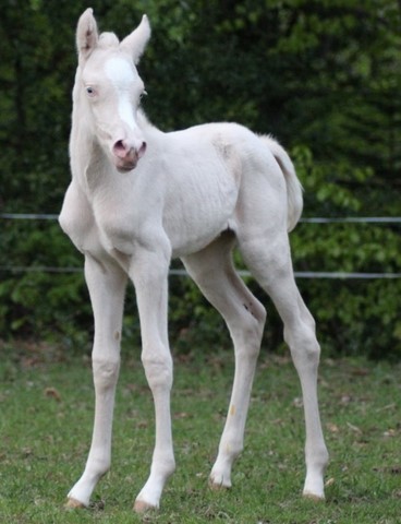 LUNA ROSA EL ISHHARA